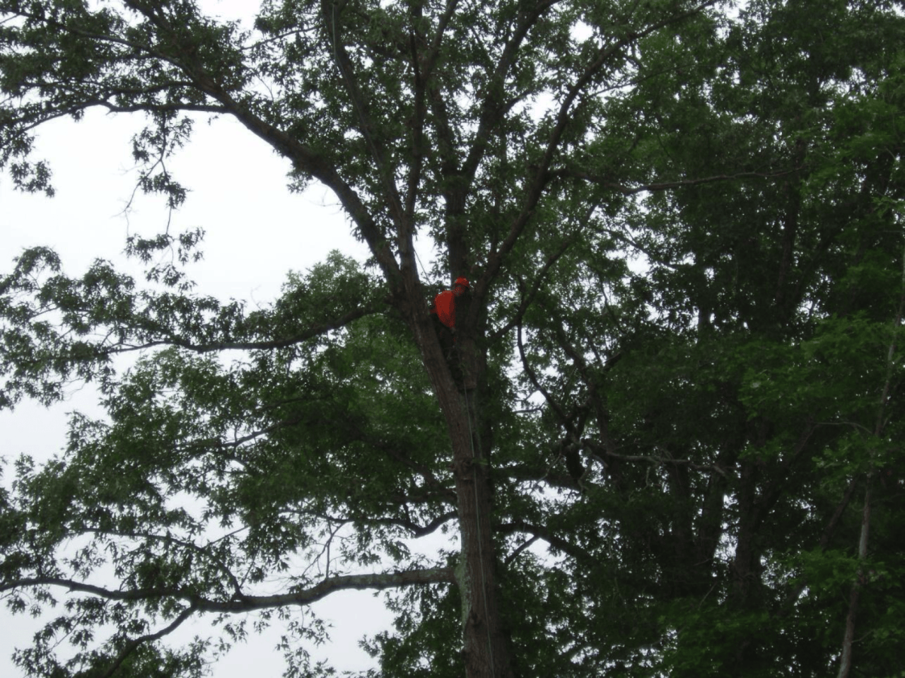 K & H Landscaping Services-9-trimming_trees